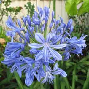 African Lily Indoors (Agapanthus species)