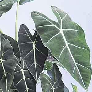 Alocasia, Elephant's Ear (Alocasia species)