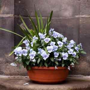 Annual Combination Planter Spring Viola Bowl (Viola cornuta)