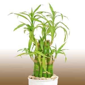 Lucky Bamboo, Ribbon Plant (Dracaena sanderiana)