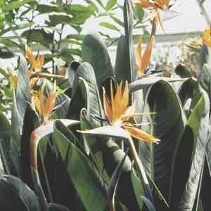 Bird of Paradise, Crane Flower (Strelitzia reginae)