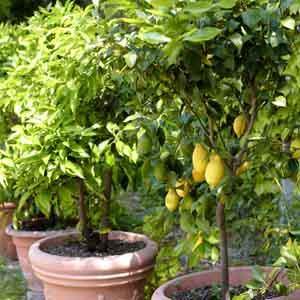 Patio Lemon Tree (Citrus limon)