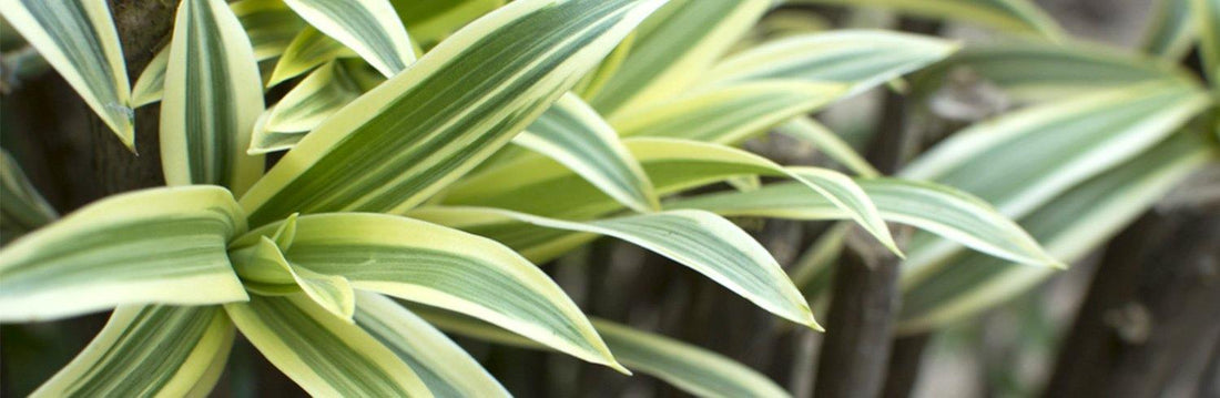 Dracaena ‘Cintho’ - Plant Club | Geoponics