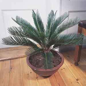 Sago Palm (Cycas revoluta)