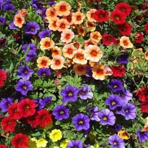 Calibrachoa (Calibrachoa Hybrid) - Plant Club | Geoponics