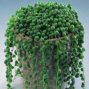 String of Pearls (Senecio rowleyanus)