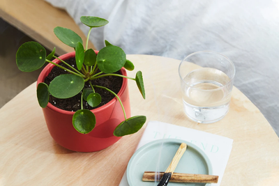 Pilea Peperomioides