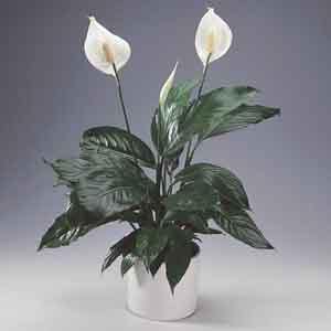 Peace Lily (Spathiphyllum hybrid)