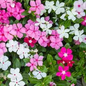 Vinca (Catharanthus roseus)