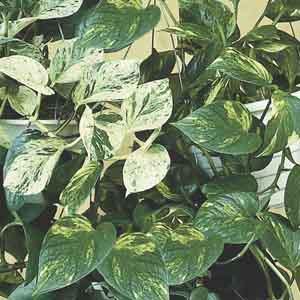 Pothos, Devil's Ivy (Scindapsus species)