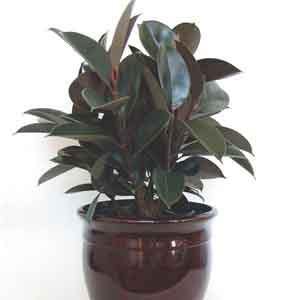 India Rubber Plant 'Burgundy' (Ficus elastica)