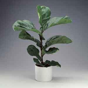 Fiddle Leaf Fig (Ficus pandurata) - Plant Club | Geoponics