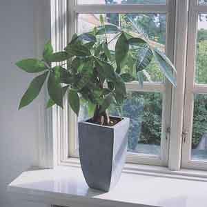 Money Plant, Money Tree, Fortune Tree, Guiana Chestnut (Pachira aquatica)