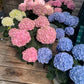 Hydrangea large assorted