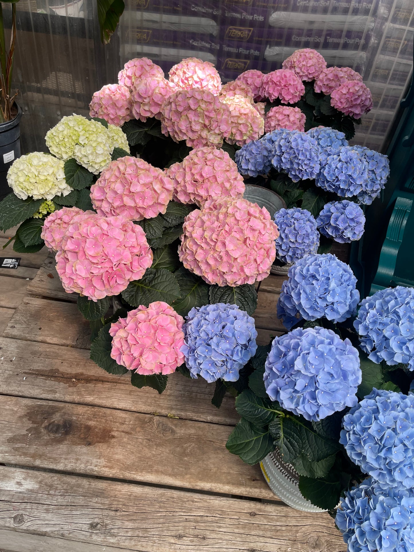 Hydrangea large assorted