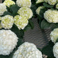 Hydrangea large assorted