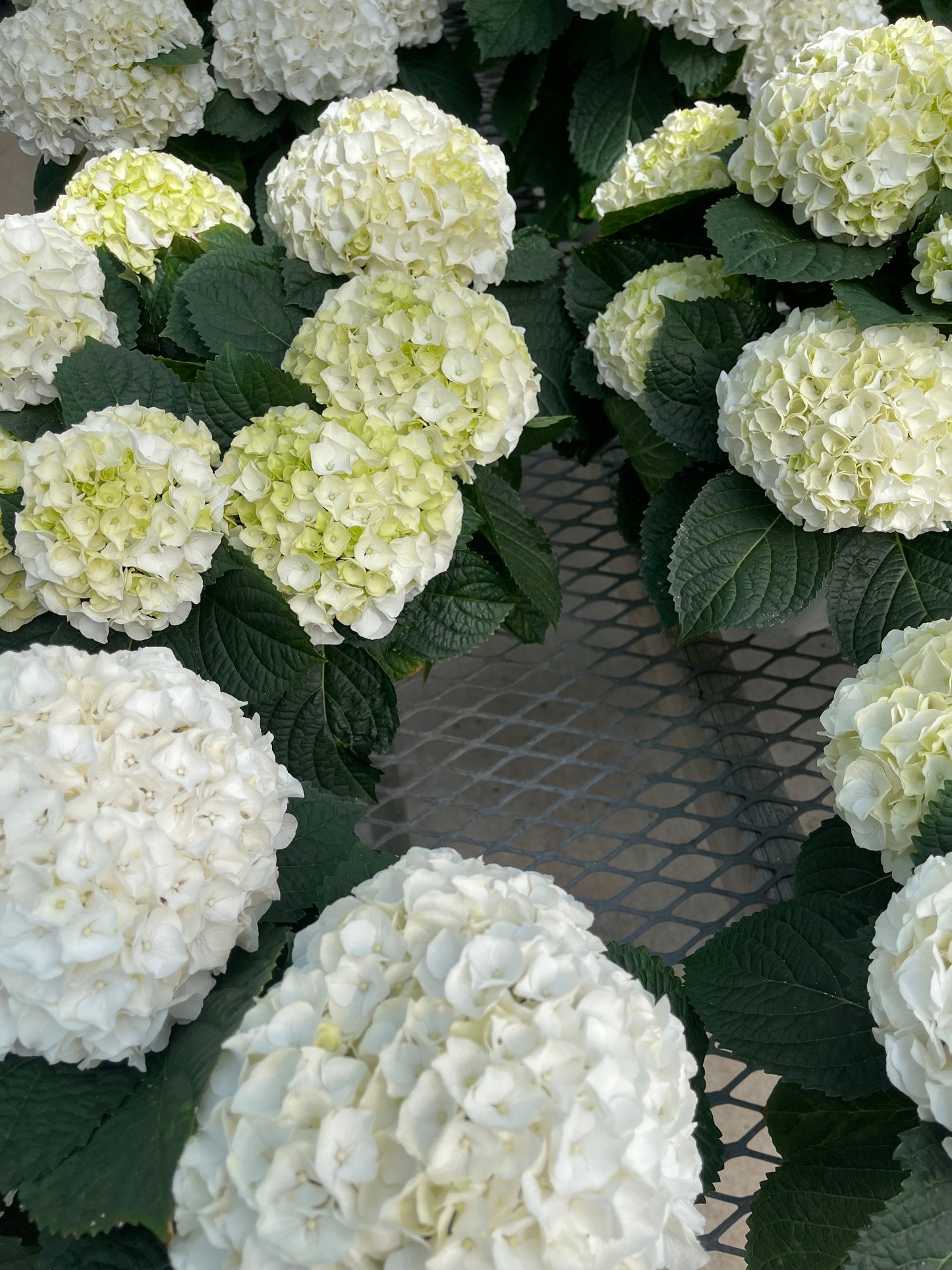 Hydrangea large assorted