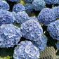 Hydrangea large assorted