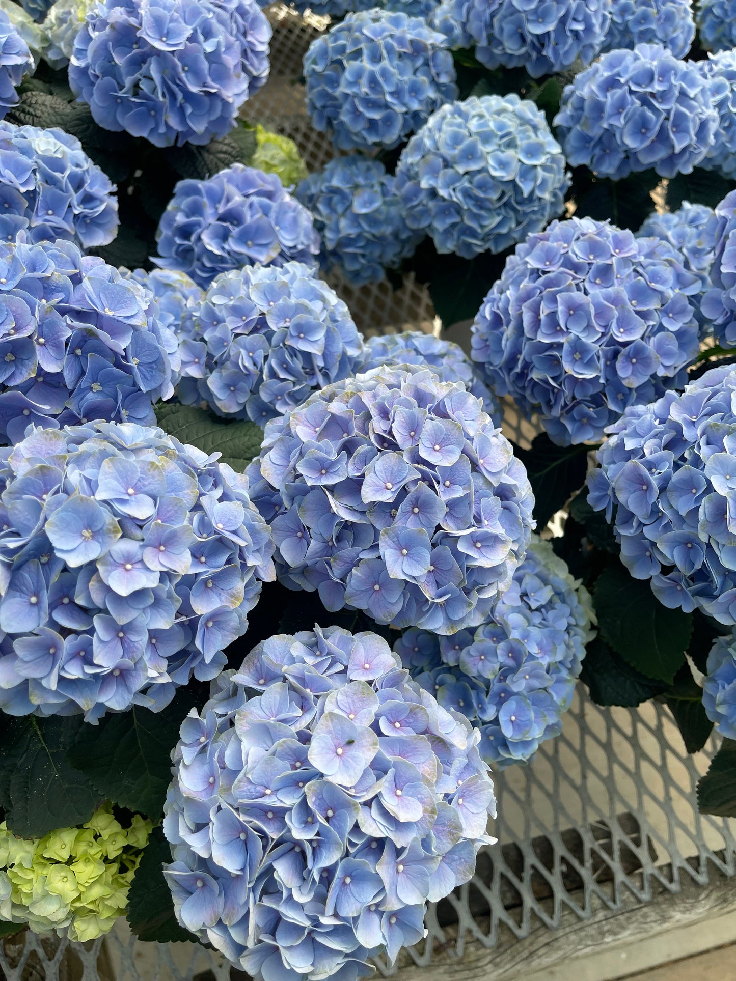 Hydrangea large assorted