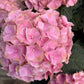 Hydrangea large assorted