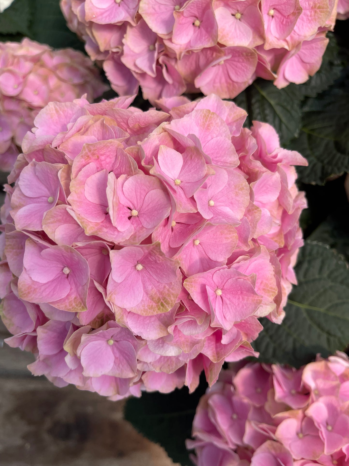 Hydrangea large assorted