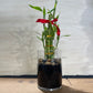 Feng Shui Lucky Bamboo (6 Stalks)