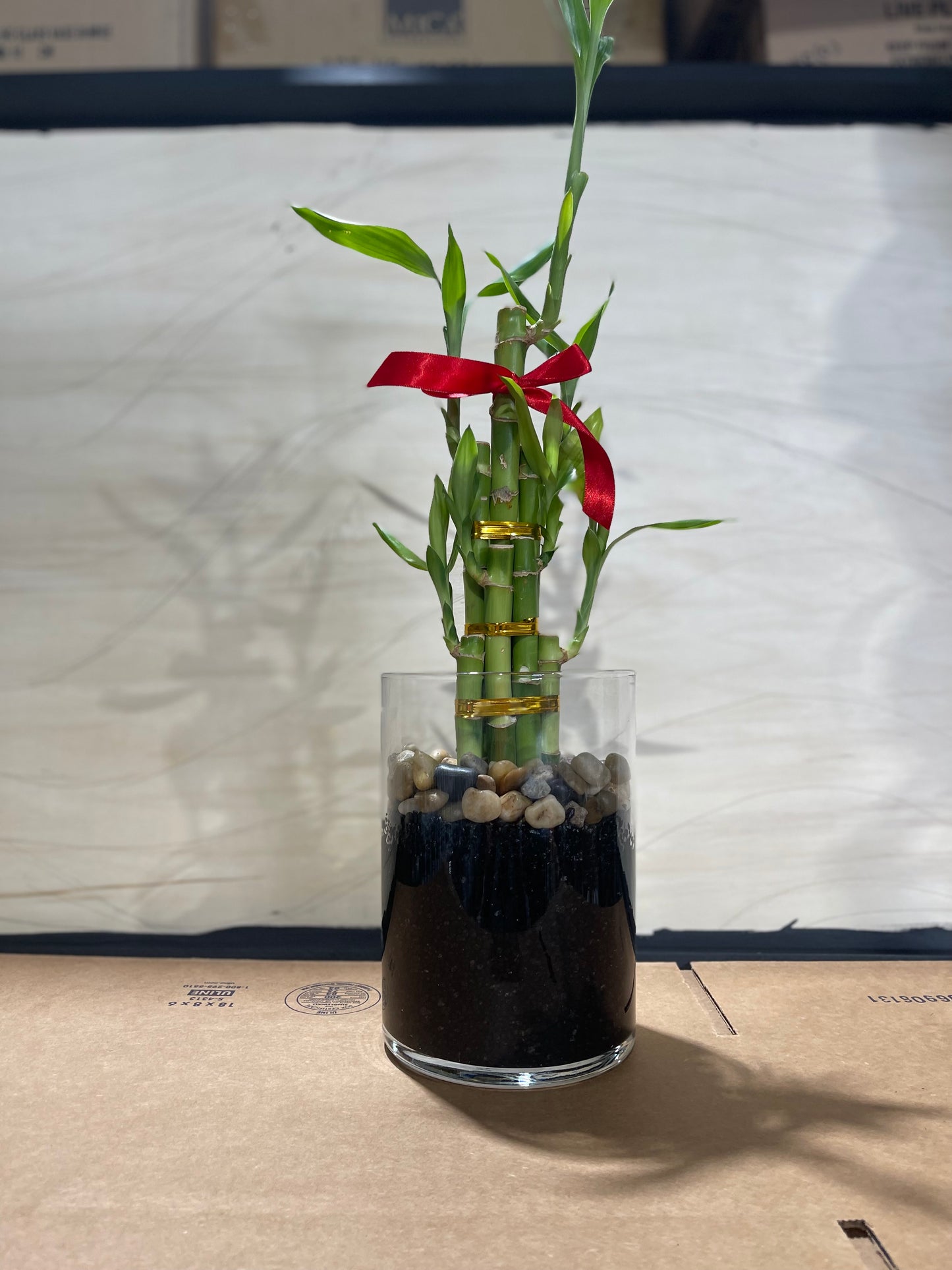 Feng Shui Lucky Bamboo (6 Stalks)