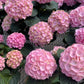 Hydrangea large assorted