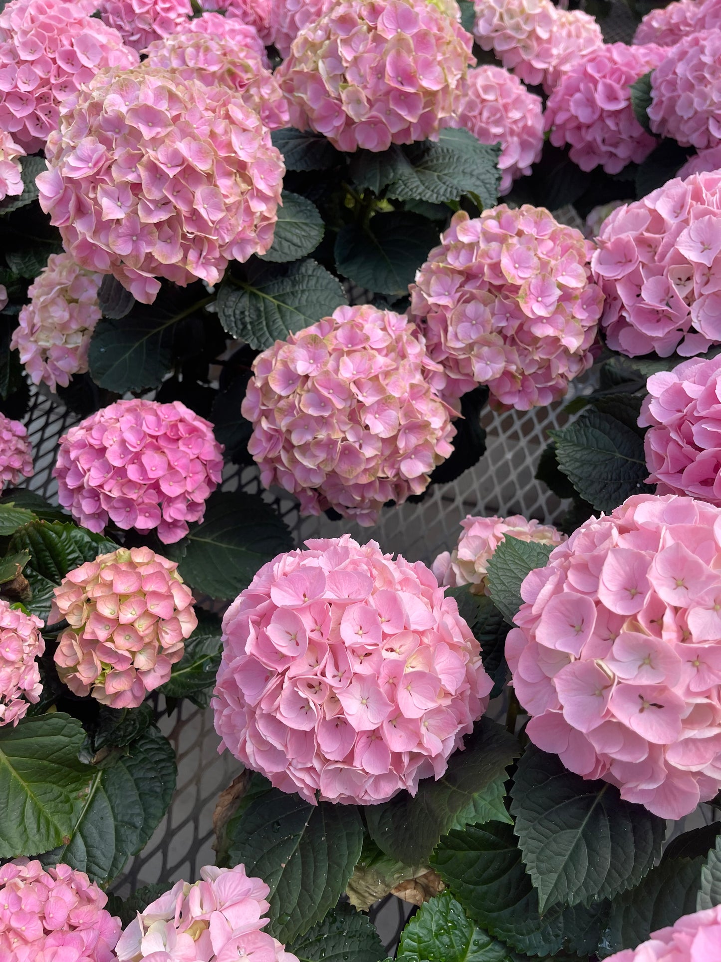 Hydrangea large assorted