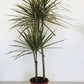 Dracaena Marginata Bicolor