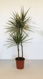 Dracaena Marginata Bicolor