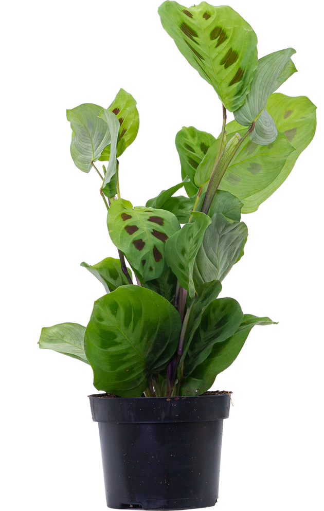 Prayer Plant Green