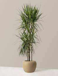 Dracaena Marginata Bicolor