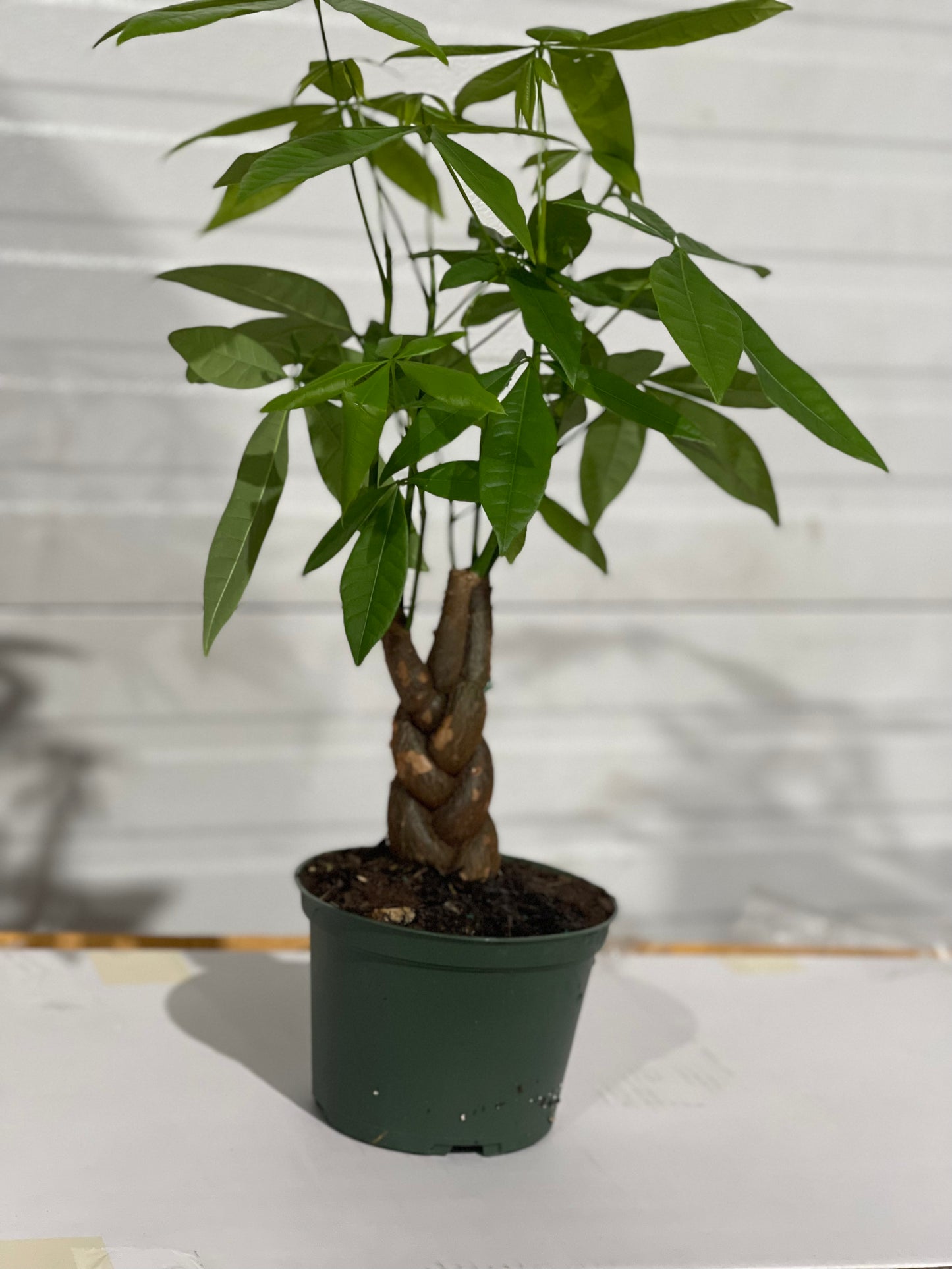 Money Tree (Pachira Aquatica) in growing pot