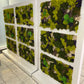 Moss wall Art