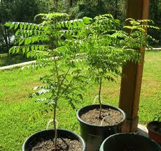 Curry leaf growing pot