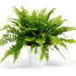 Boston Fern