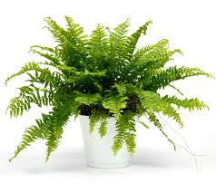 Boston Fern