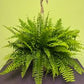 Boston Fern