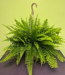 Boston Fern