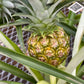 Pineapple in growing pot ceramic pot 6”