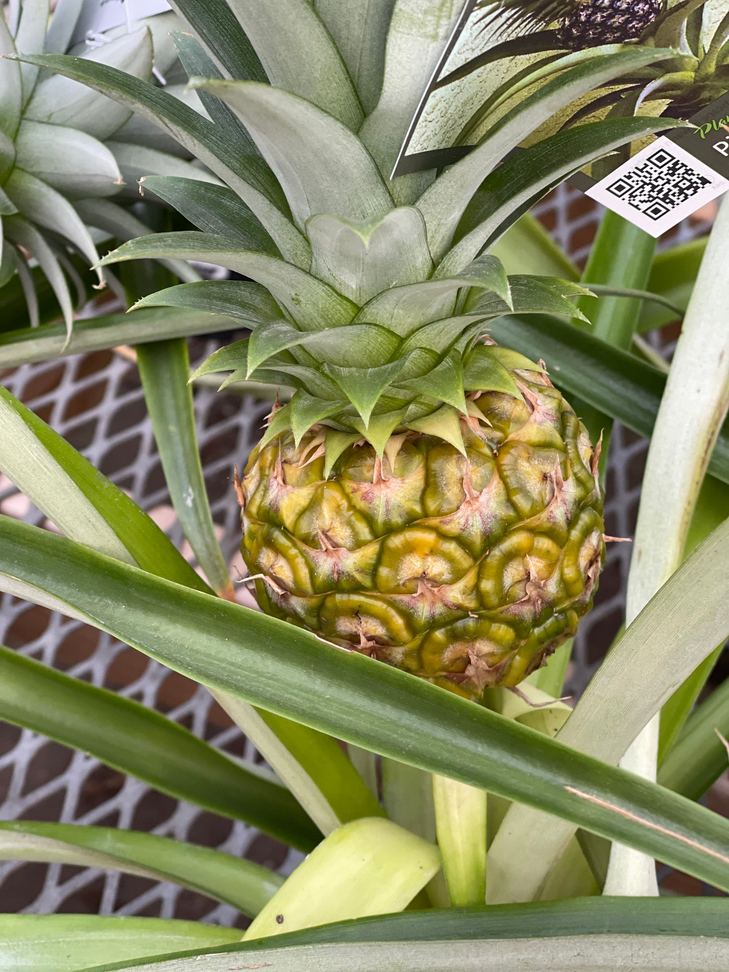 Pineapple in growing pot ceramic pot 6”