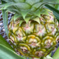 Pineapple in growing pot ceramic pot 6”