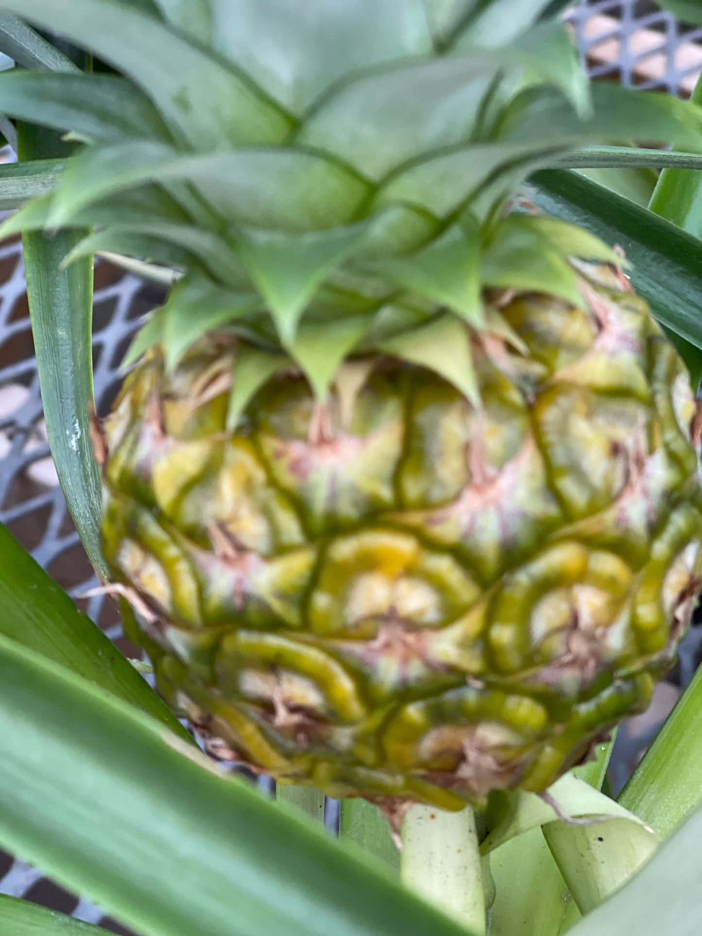 Pineapple in growing pot ceramic pot 6”