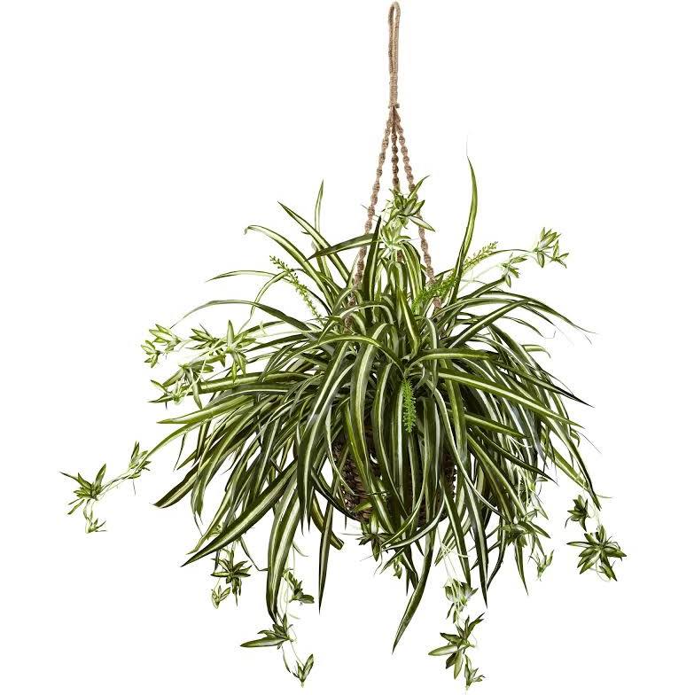 Spider Plant