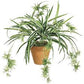 Spider Plant