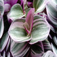 Tradescantia Nanouk in growing pot