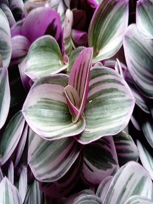 Tradescantia Nanouk in growing pot