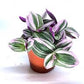 Tradescantia Nanouk in growing pot