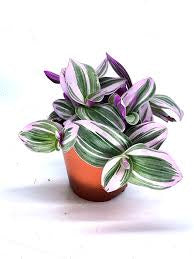 Tradescantia Nanouk in growing pot